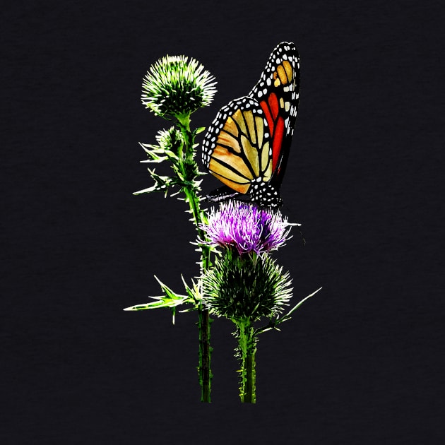 Thistle - Monarch on Thistle by SusanSavad